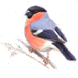Overview second image: BULLFINCH