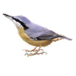 Overview second image: NUTHATCH