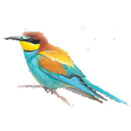 Overview second image: BEE-EATER