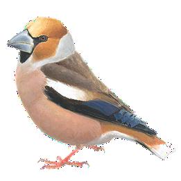 Overview second image: HAWFINCH