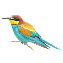Overview second image: BEE-EATER