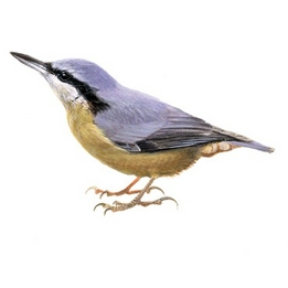 Overview second image: NUTHATCHES