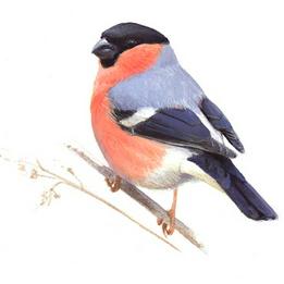 Overview second image: BULLFINCH
