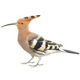 Overview second image: HOOPOE