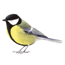 Overview second image: GREAT TIT