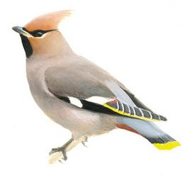 Overview second image: WAXWING