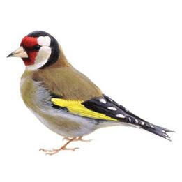 Overview second image: GOLDFINCH