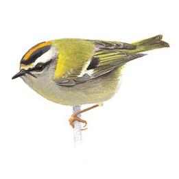 Overview second image: FIRECREST