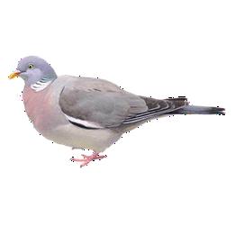 Overview second image: WOOD PIGEON