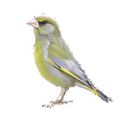 Overview second image: GREENFINCH