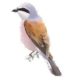 Overview second image: RED-BACKED SHRIKE